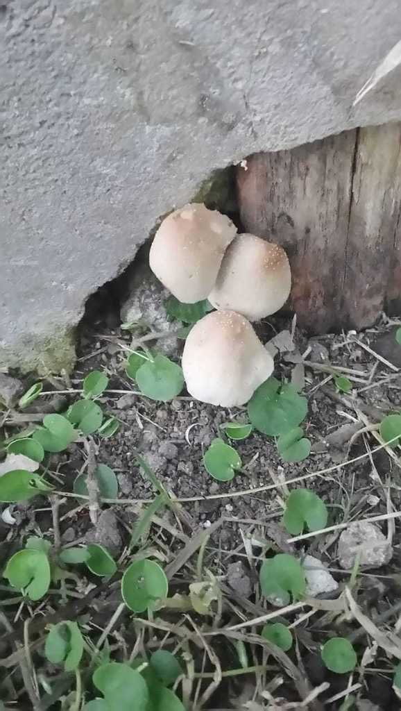Candolleomyces candolleanus · May 2021 · photo: © abrub (iNaturalist, cc-by)
