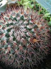 Mammillaria rhodantha