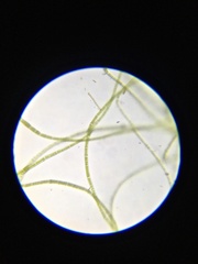 Chaetomorpha ligustica