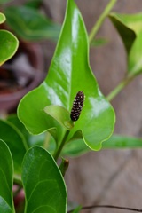 Anthurium cerrobaulense