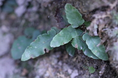 Tectaria zeilanica