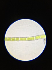 Chaetomorpha ligustica