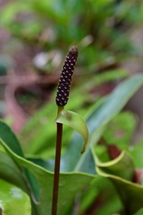 Anthurium cerrobaulense