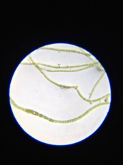 Chaetomorpha ligustica