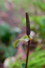 Anthurium cerrobaulense