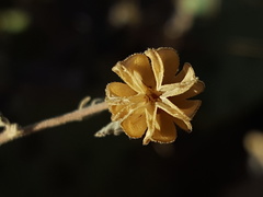 Abutilon parvulum