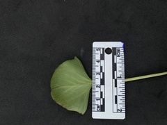 Calystegia atriplicifolia