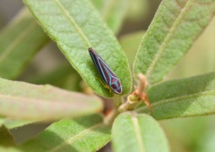 Graphocephala idonea