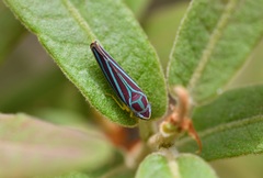 Graphocephala idonea