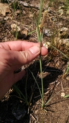 Carex meadii
