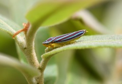 Graphocephala idonea