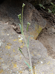 Boechera sparsiflora