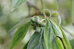 Cornus disciflora
