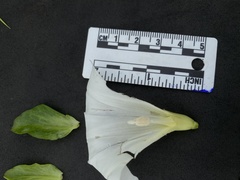 Calystegia atriplicifolia