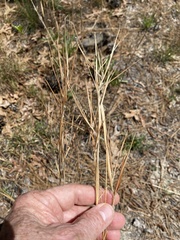 Andropogon gyrans