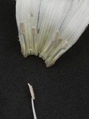 Calystegia atriplicifolia