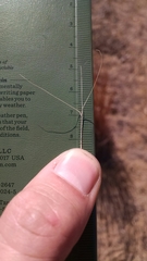 Aristida tuberculosa