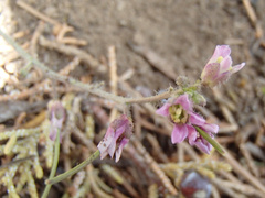 Boechera sparsiflora