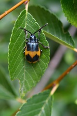 Monocesta ducalis