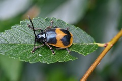 Monocesta ducalis