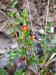 Diplacus parviflorus