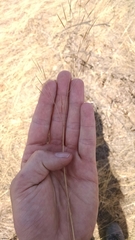 Aristida tuberculosa