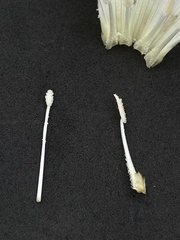 Calystegia atriplicifolia