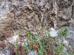 Diplacus parviflorus