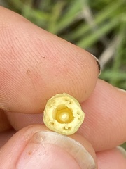 Calystegia atriplicifolia