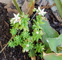 Sedum potosinum