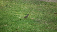 Passer diffusus stygiceps