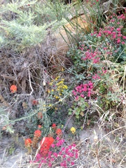 Eriogonum grande rubescens