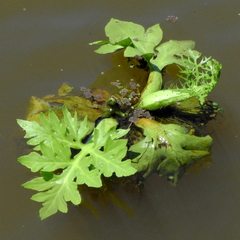 Ceratopteris pteridoides