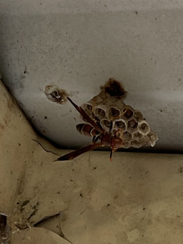 Bahamian Paper Wasp photo 5