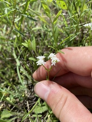 Valerianella amarella