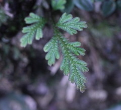 Selaginella moellendorffii