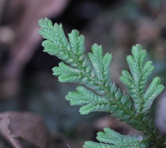 Selaginella moellendorffii