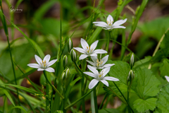 Ornithogalum umbellatum