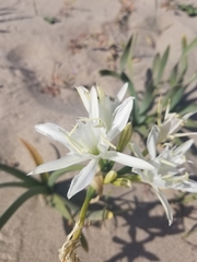 Pancratium maritimum
