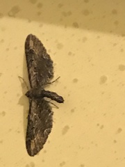 Eupithecia subapicata