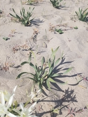 Pancratium maritimum