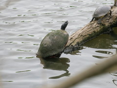 Pseudemys rubriventris