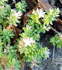 Sedum potosinum