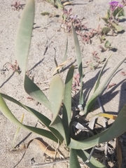 Pancratium maritimum