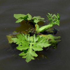 Ceratopteris pteridoides