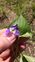 Viola affinis