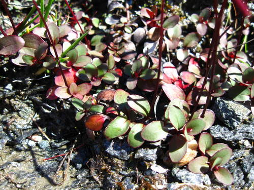 Epilobium purpuratum