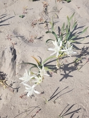 Pancratium maritimum