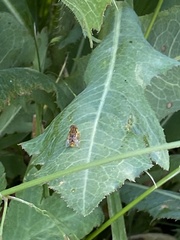 Parhelophilus integer