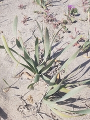 Pancratium maritimum